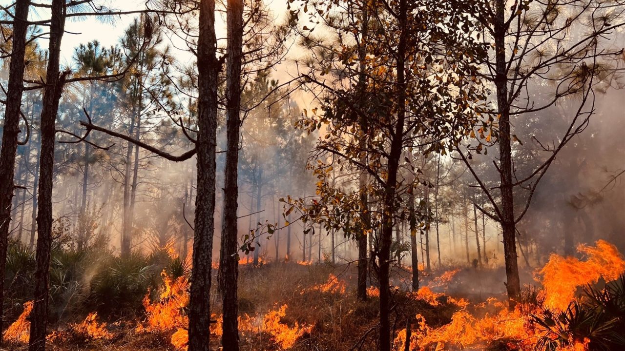 orange-creek-prescribed-fire_1920x1080