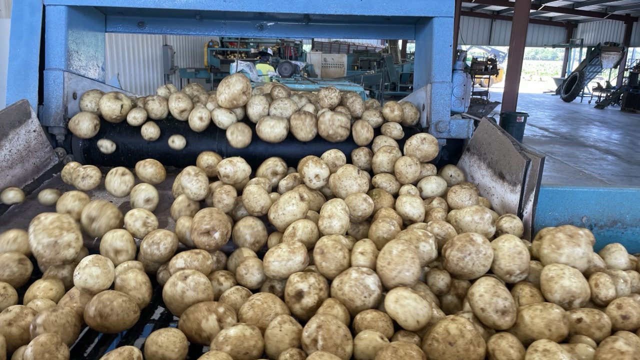 potatoes on conveyor 2