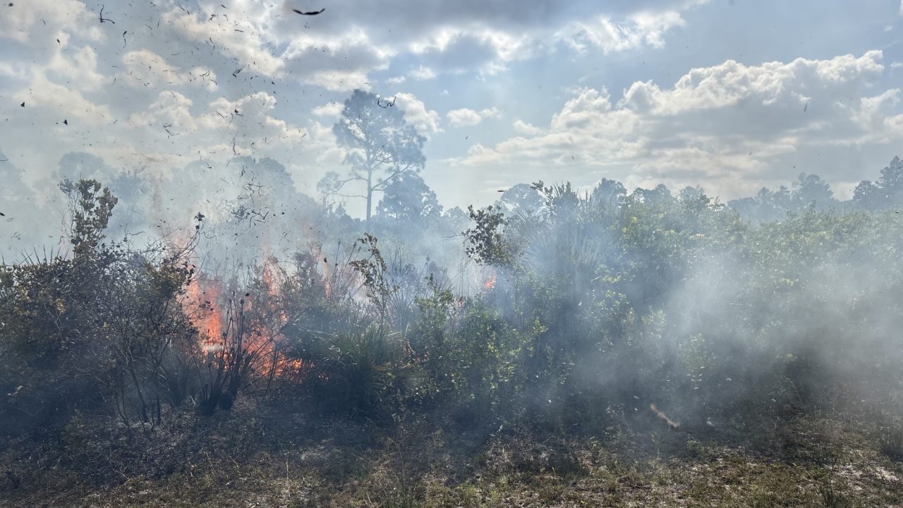 Low, controlled flames burn through dry brush in a sandy flatwoods area, sending light smoke across the landscape under a partly cloudy sky during a prescribed fire to manage vegetation and reduce wildfire risk.
