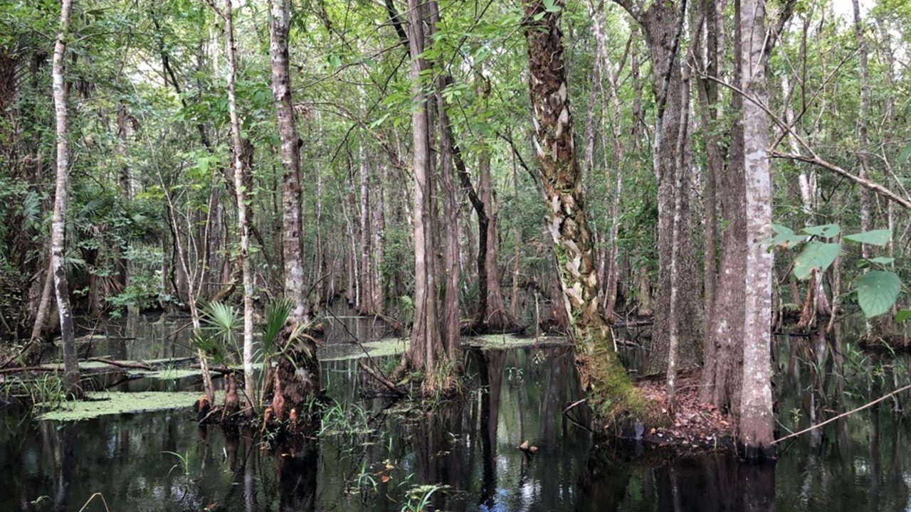 Shaded forested wetland with standing blackwater, tall cypress and mixed hardwood trees, scattered palmettos, and patches of floating vegetation, illustrating a natural swamp habitat within a water management district.