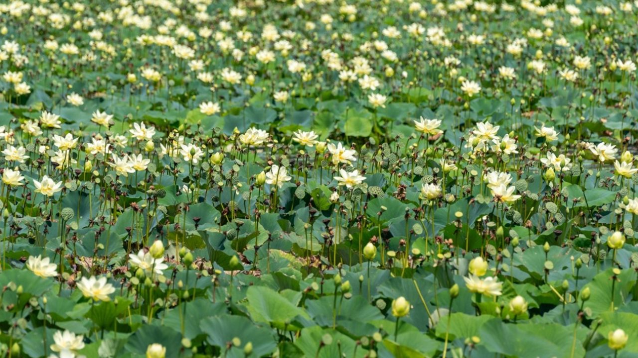 a field of small yellow flowers and green lily pads